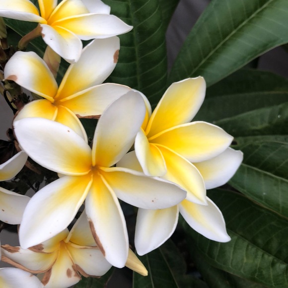 Meet your Posher, Tiffany - Picture 1 of 1